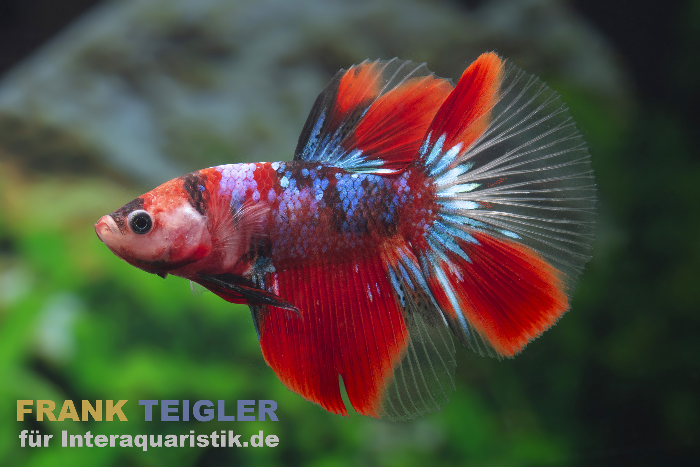 Halfmoon Kampffisch Candy, Betta splendens